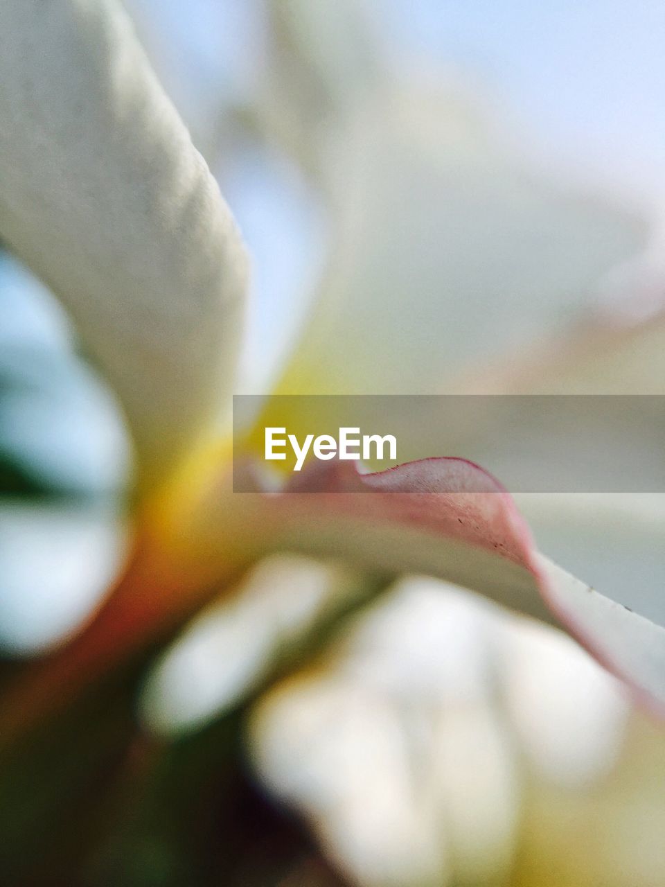 CLOSE-UP OF FLOWERS BLOOMING OUTDOORS