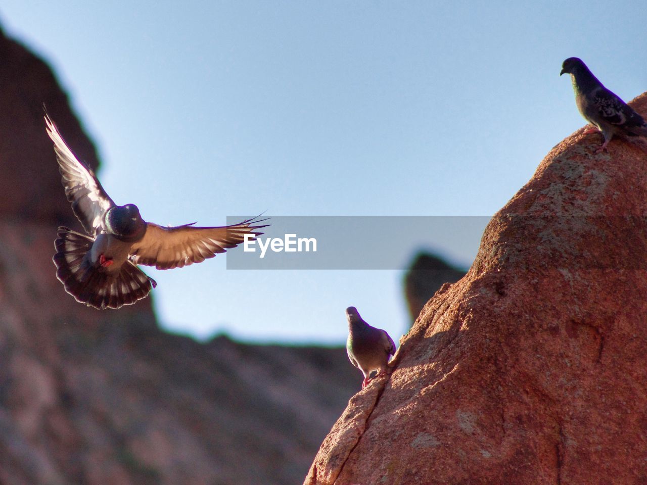 LOW ANGLE VIEW OF BIRD FLYING AGAINST CLEAR SKY