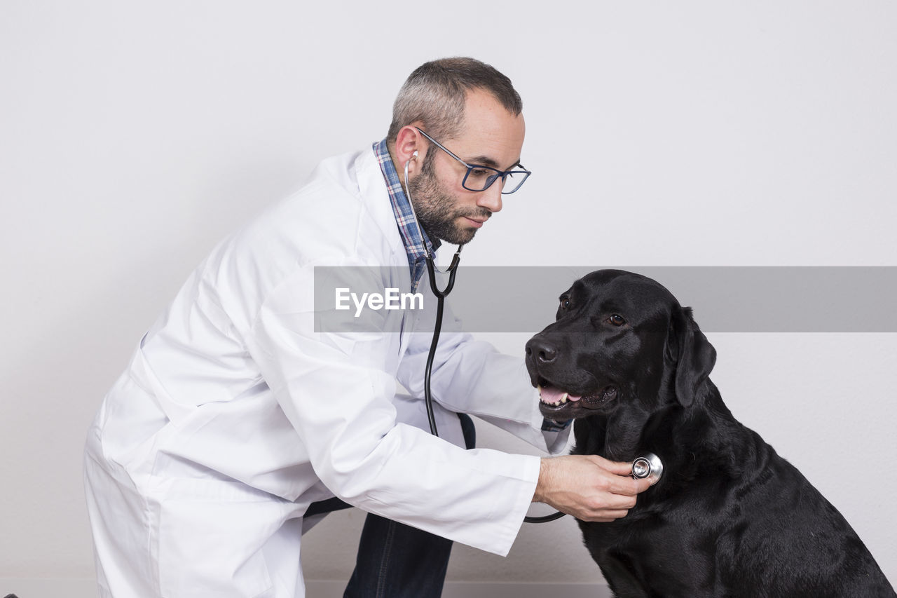 Side view of vet examining dog against wall in hospital