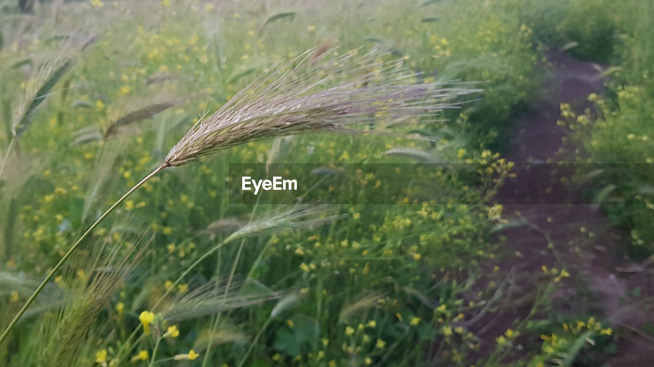 CLOSE-UP OF FEATHER ON PLANT