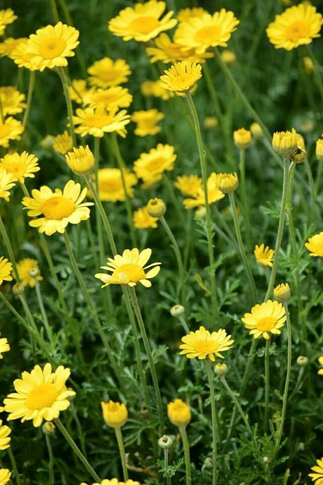 FULL FRAME SHOT OF DAISY FLOWERS BLOOMING IN PARK