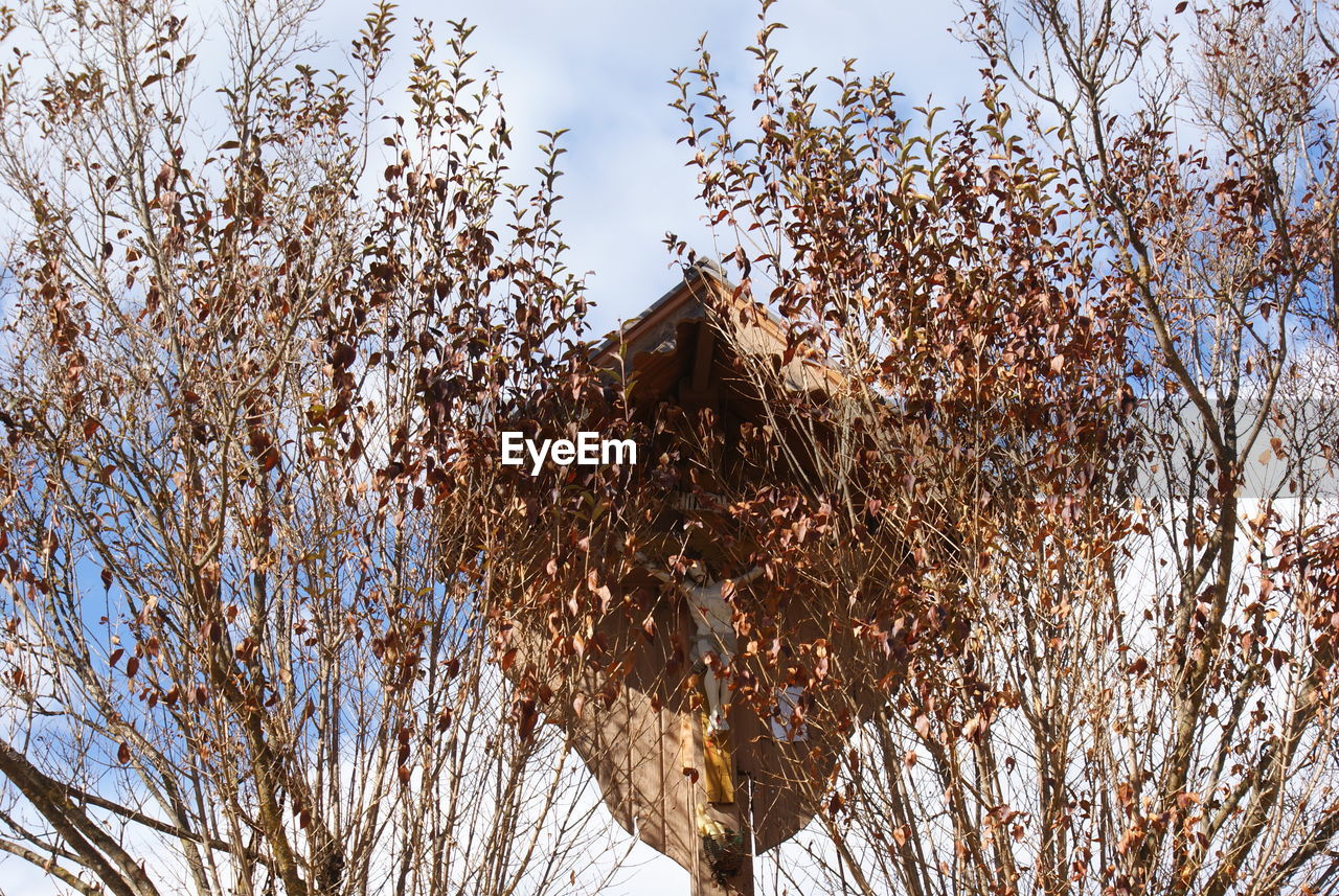 LOW ANGLE VIEW OF BIRD ON BARE TREE AGAINST SKY