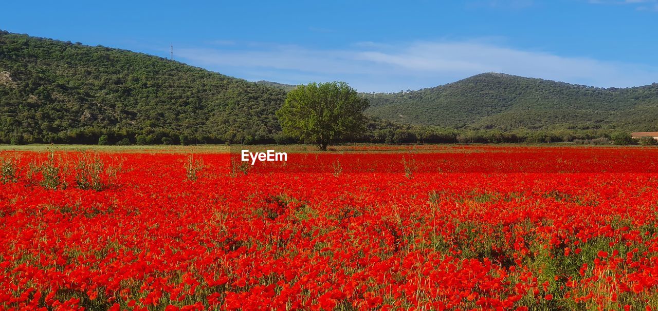 RED FLOWERING PLANTS ON LAND AGAINST MOUNTAIN