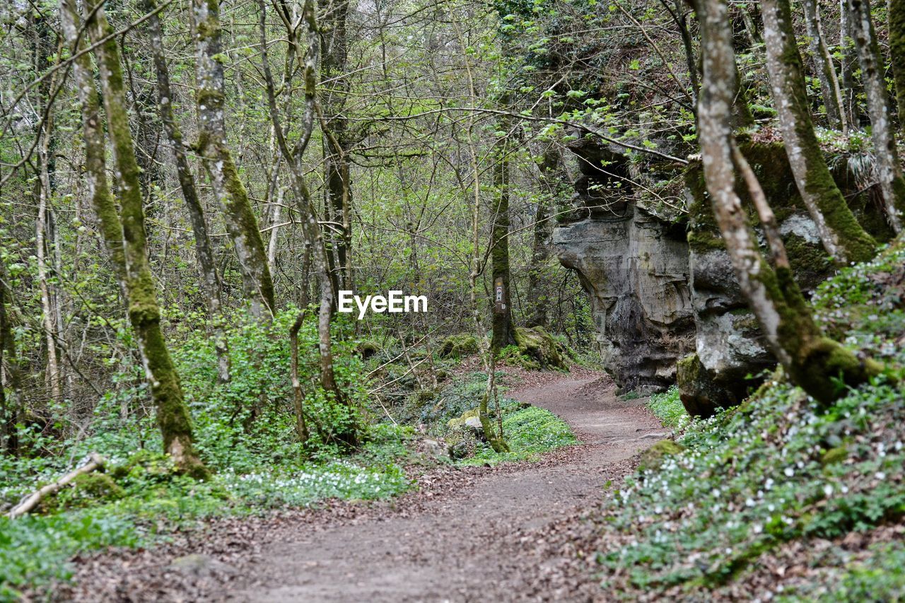 TREES ON FOREST