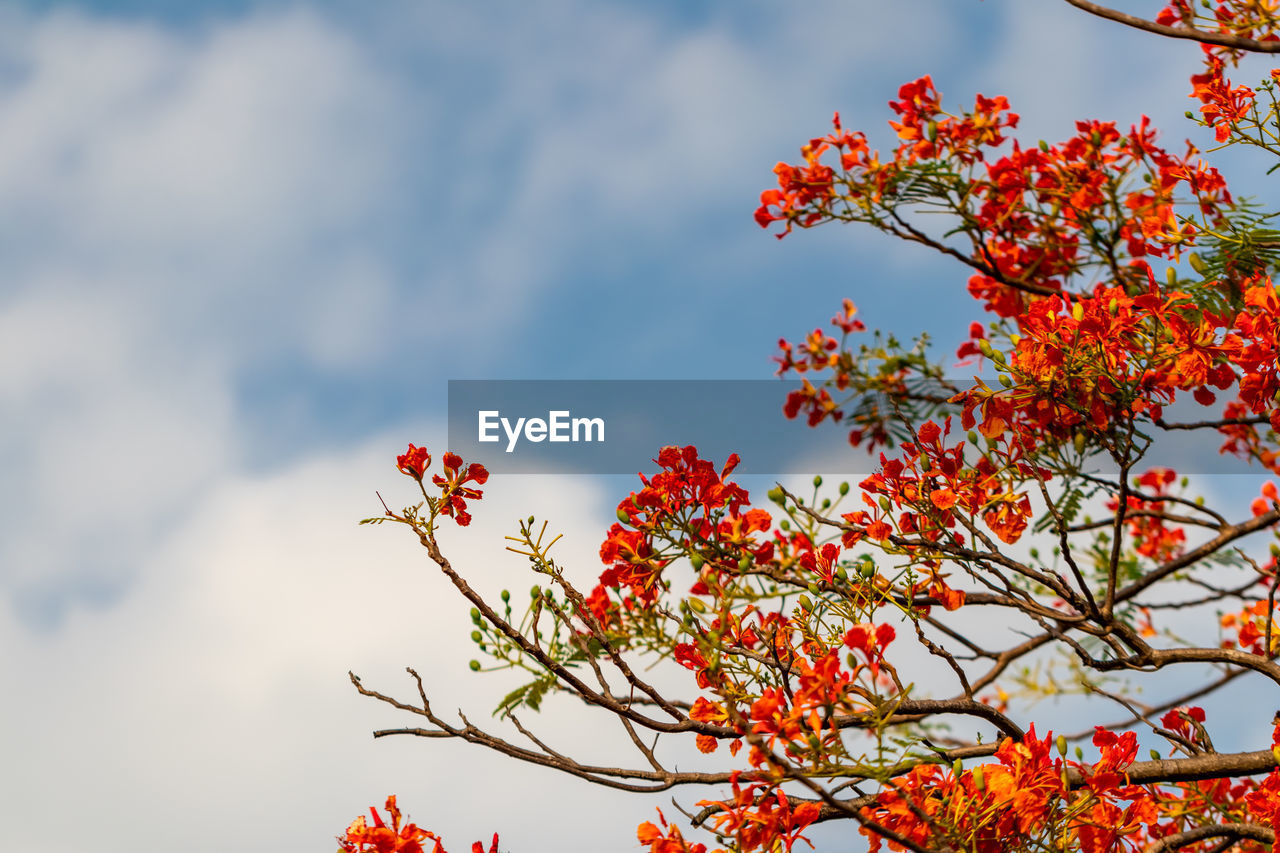 Low angle view of red flowering plant against sky