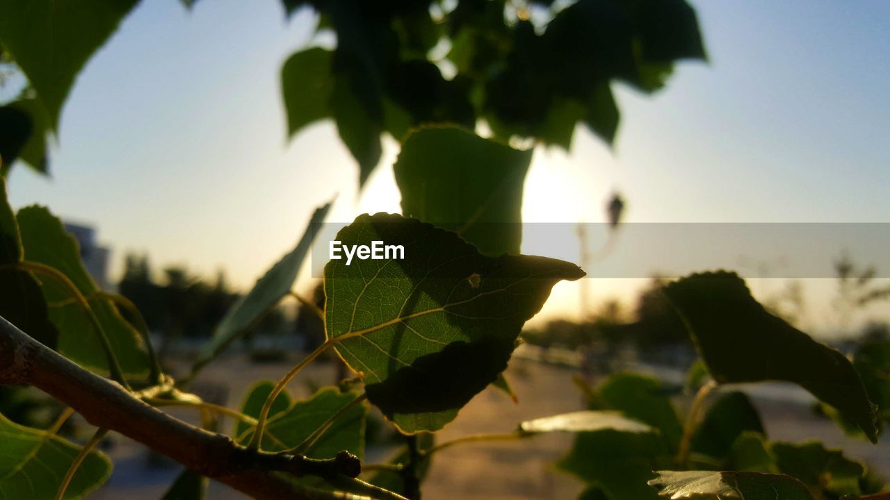 CLOSE-UP OF LEAVES ON PLANT AGAINST SKY