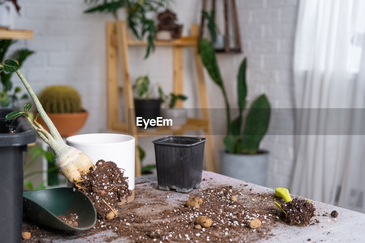 close-up of potted plant