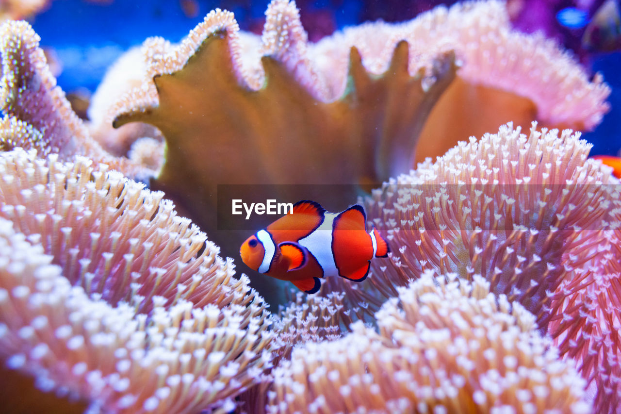 Clown fish swimming in the corals.