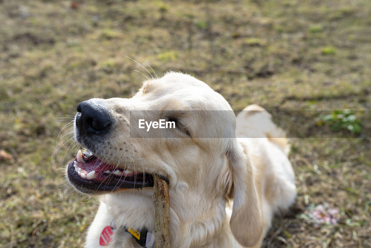 A young male golden retriever lies in the grass and bites a stick.