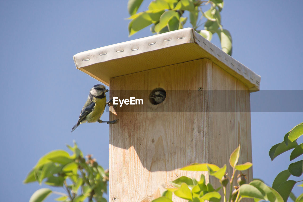 Low angle view of bird perching on birdhouse against sky