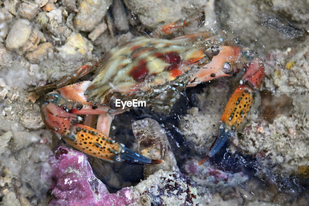 Close-up of crab at shore