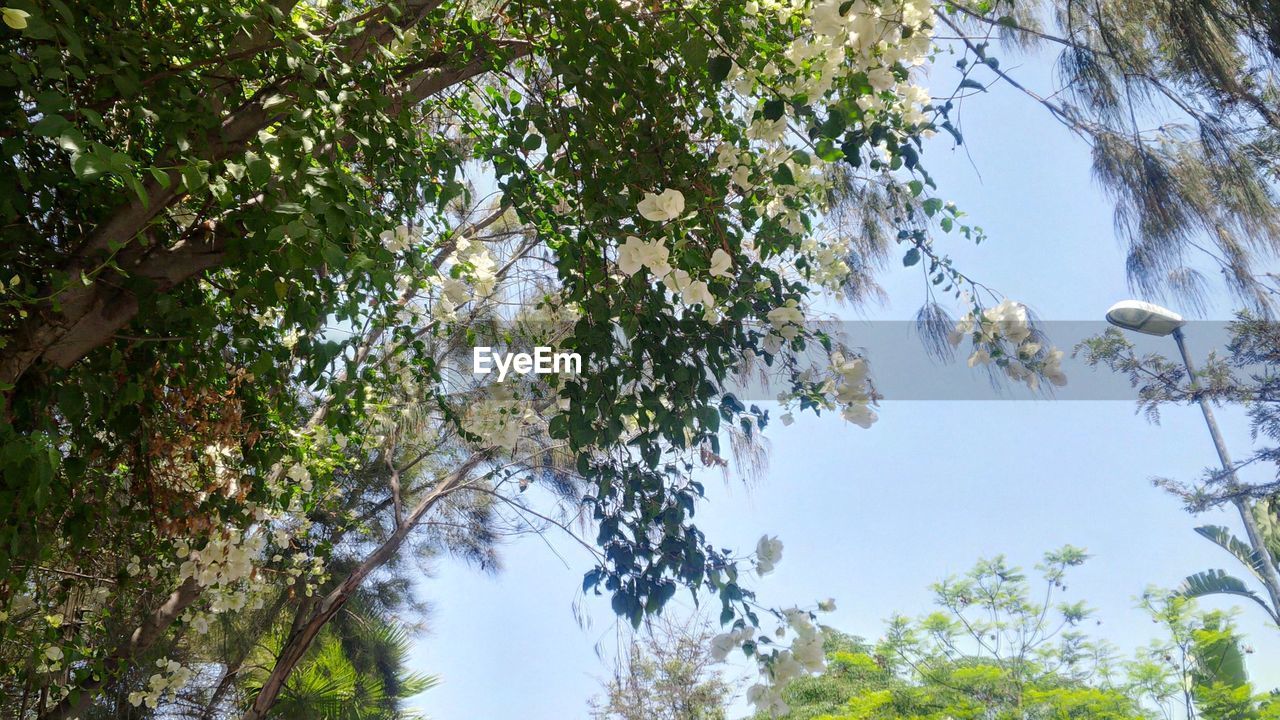 LOW ANGLE VIEW OF TREES AGAINST SKY