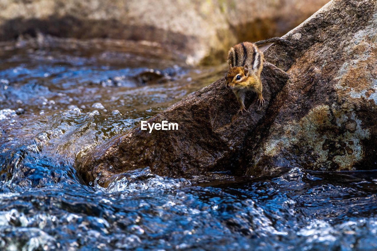 HIGH ANGLE VIEW OF ANIMAL IN WATER