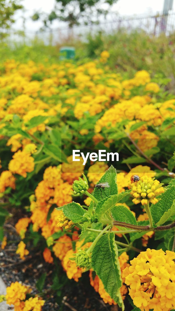 Close up of yellow flowers