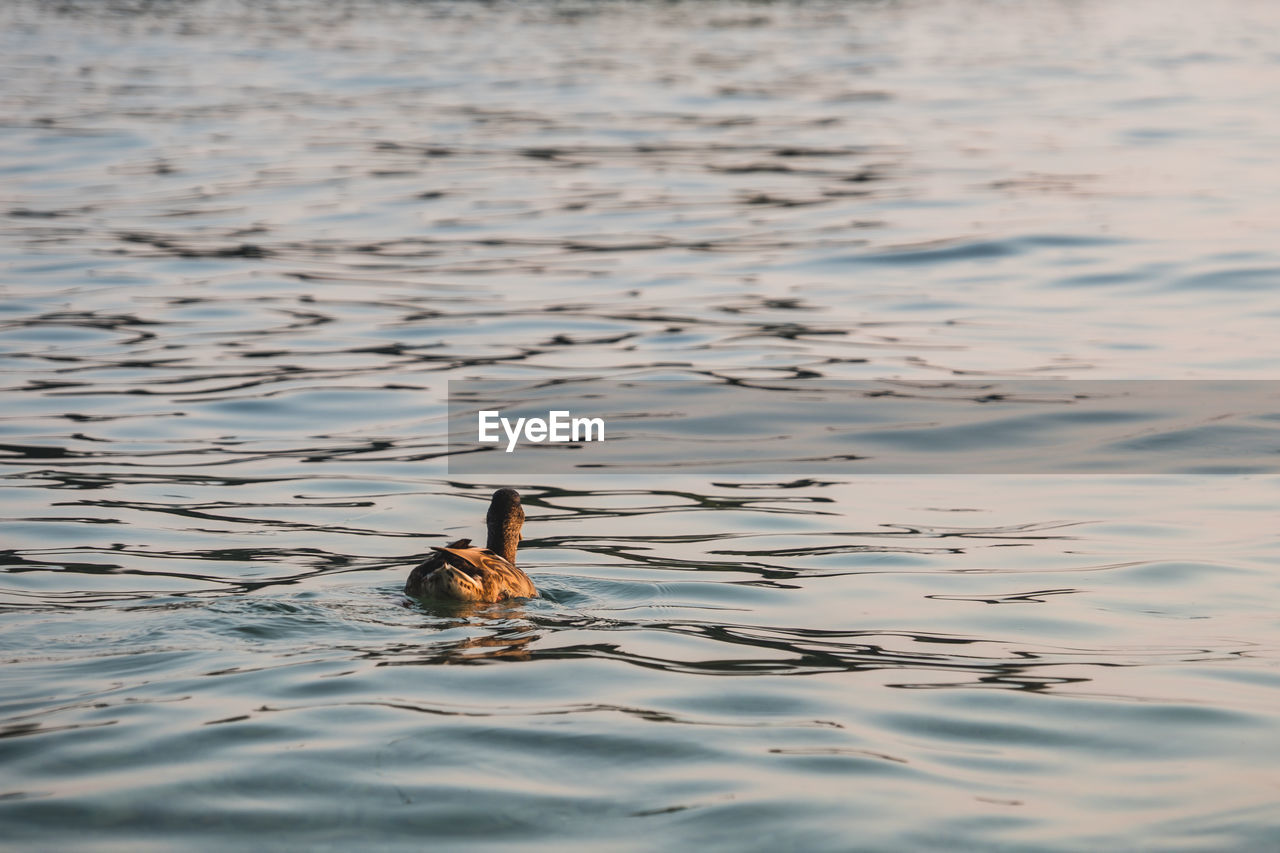 VIEW OF BIRD IN LAKE