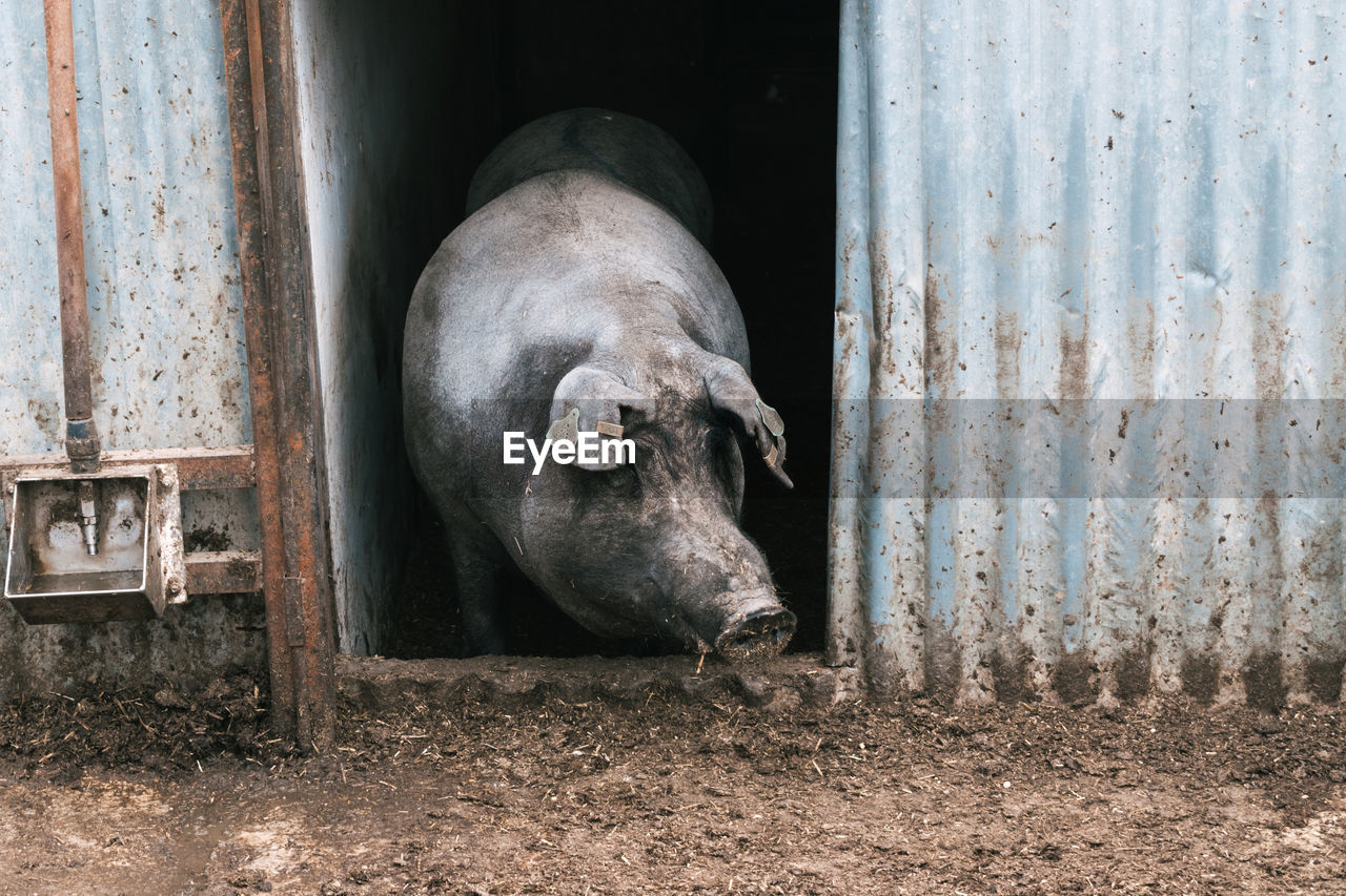 Spanish iberian pig leaning out of his stable door