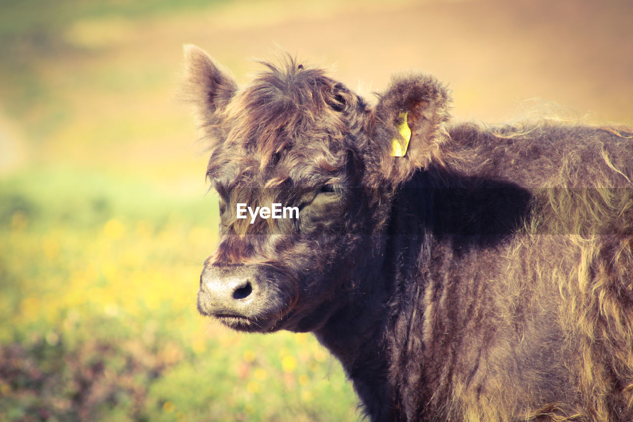 Close-up of a belted galloway cow 