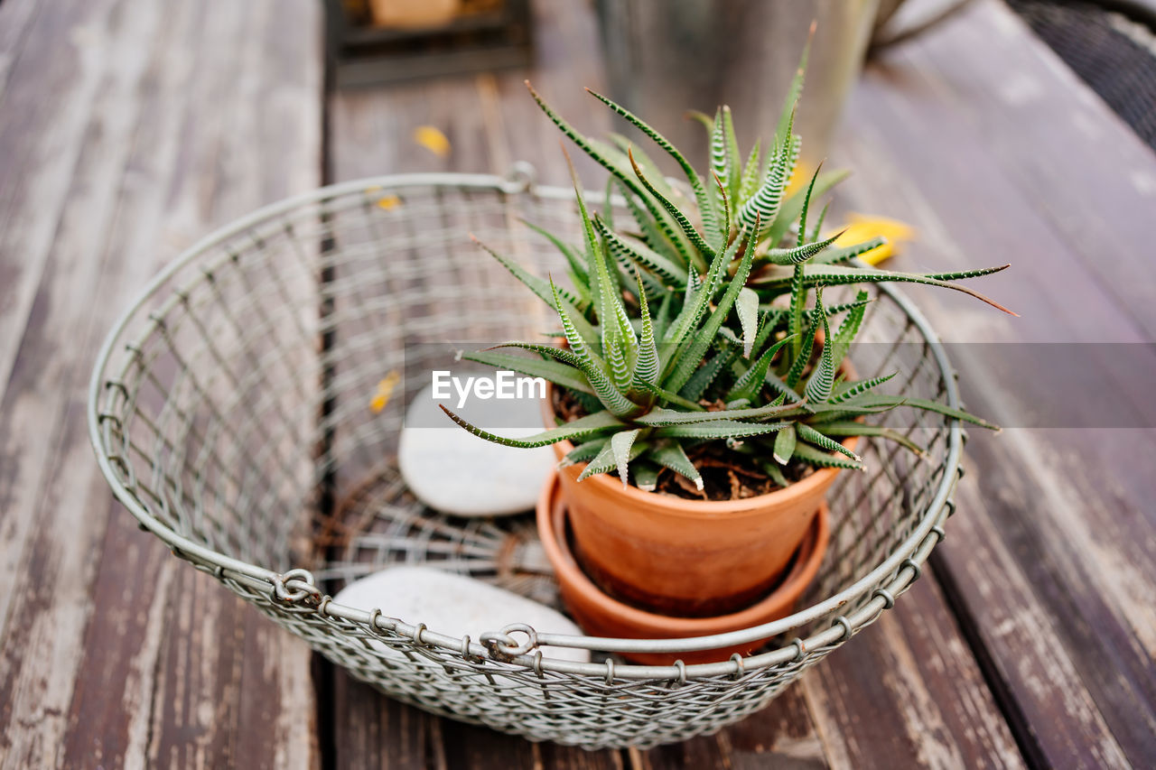 CLOSE-UP OF POTTED PLANT IN BASKET ON TABLE
