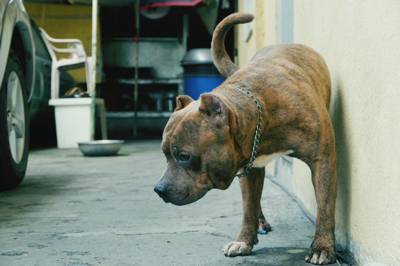 CLOSE-UP OF DOG AGAINST BLURRED BACKGROUND