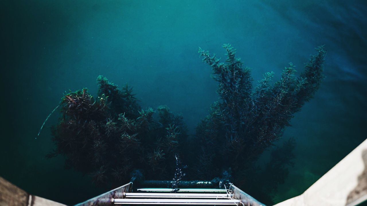 LOW ANGLE VIEW OF SEA AND TREES