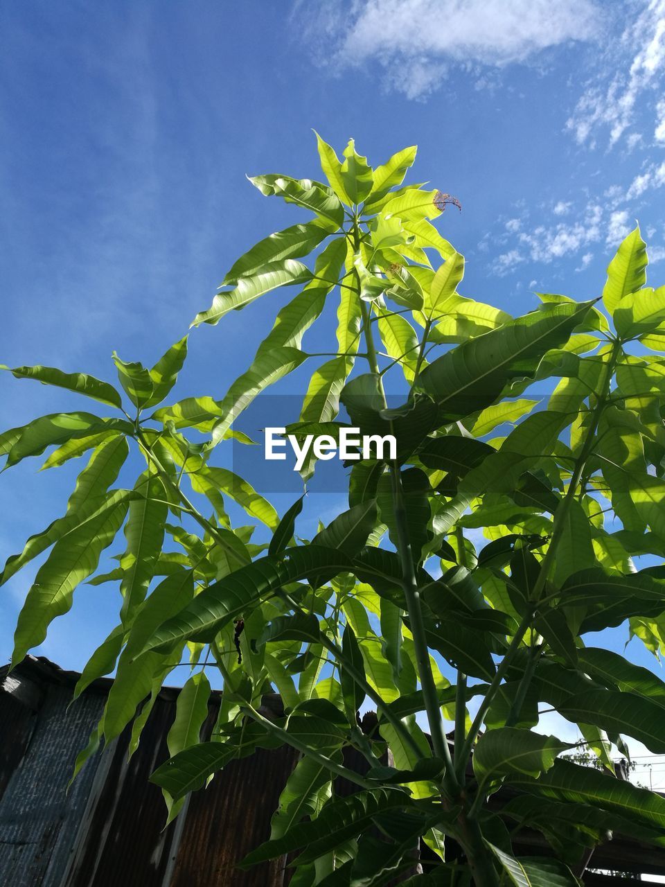 LOW ANGLE VIEW OF GREEN LEAVES