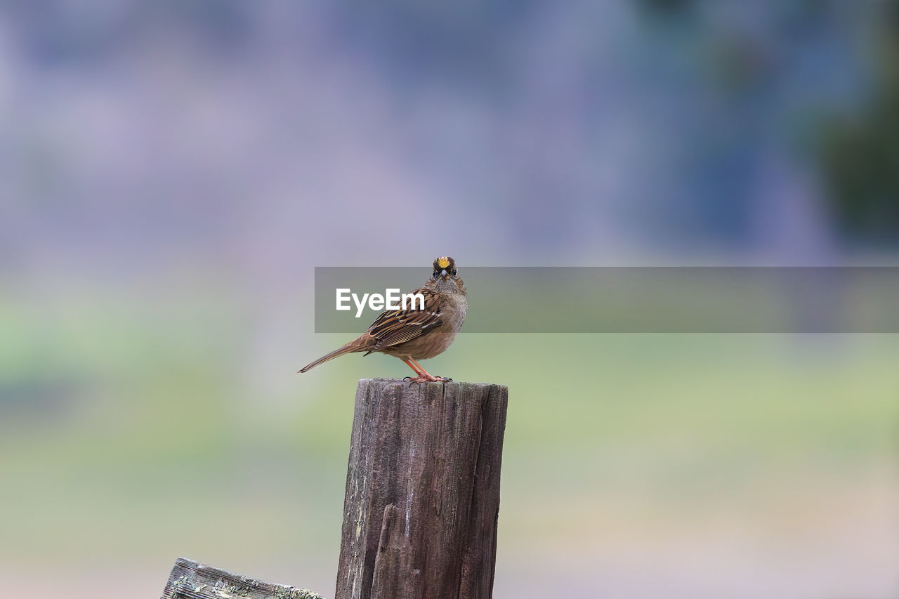 animal themes, animal, animal wildlife, bird, wildlife, one animal, perching, nature, wood, wooden post, post, focus on foreground, fence, no people, outdoors, full length, day, side view, songbird, beauty in nature, sparrow, close-up, beak