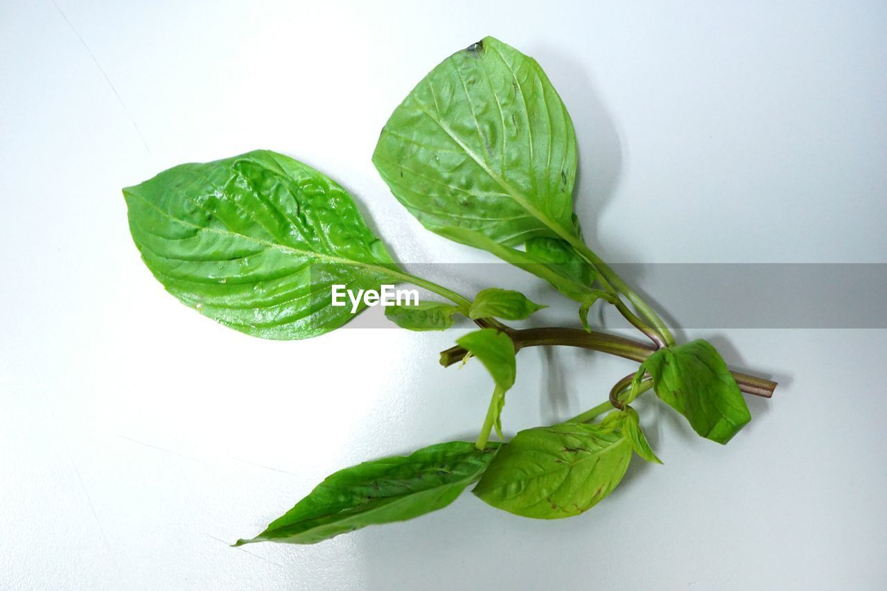 HIGH ANGLE VIEW OF FRESH GREEN LEAVES AGAINST WHITE BACKGROUND