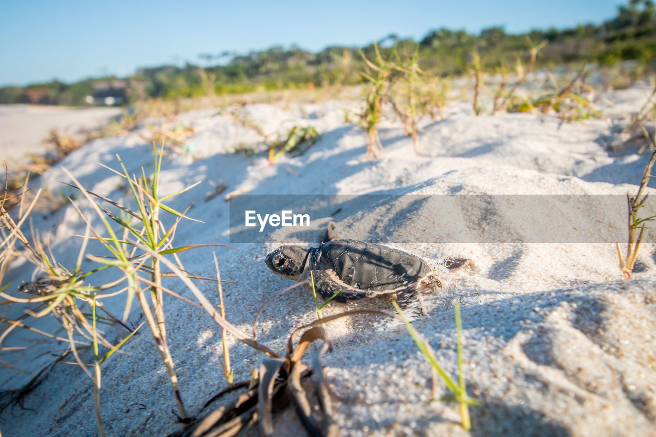 Sea turtle at beach