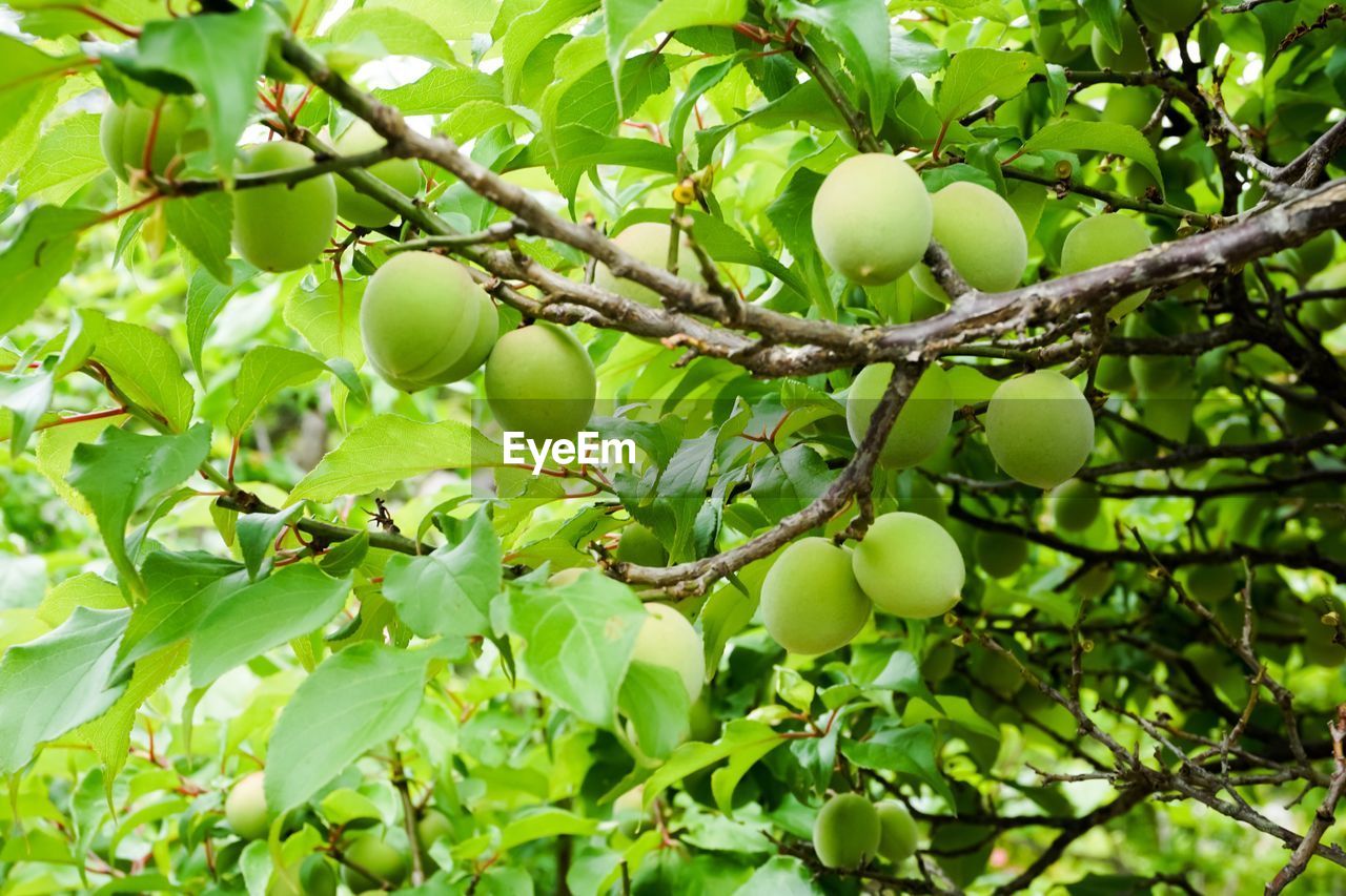 LOW ANGLE VIEW OF APPLE TREE ON PLANT