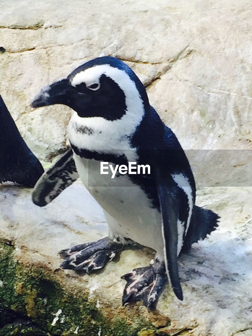 CLOSE-UP OF PENGUIN PERCHING