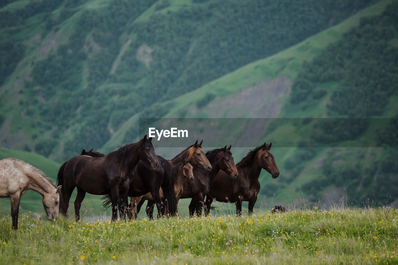 Horses on a field. horses in the mountains