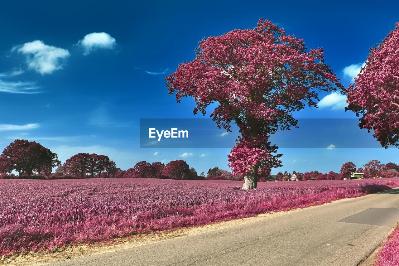 Pink flowering trees on field against sky