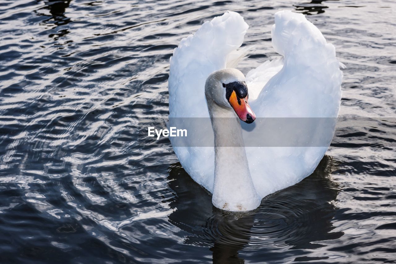 Swan floating on lake
