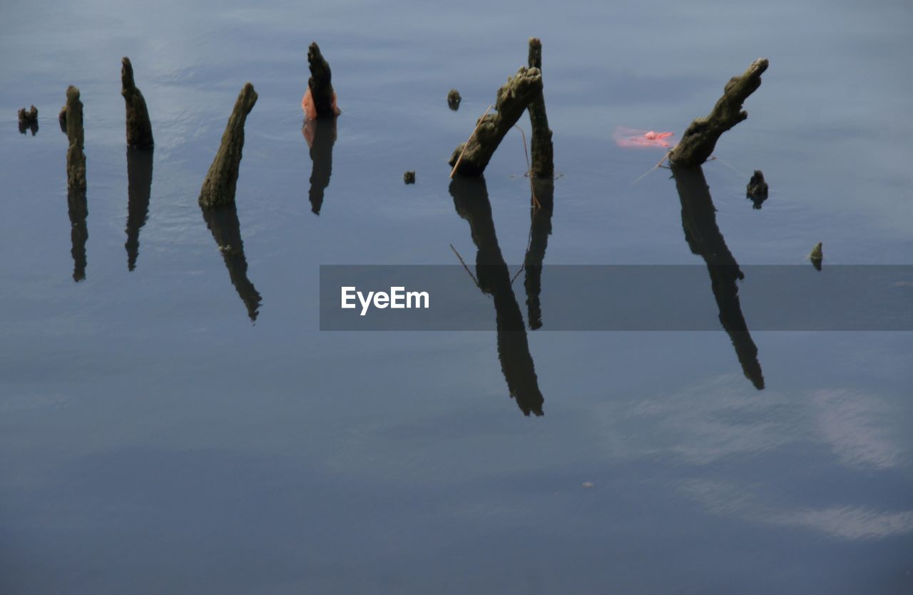 HIGH ANGLE VIEW OF REFLECTION OF PLANTS IN LAKE