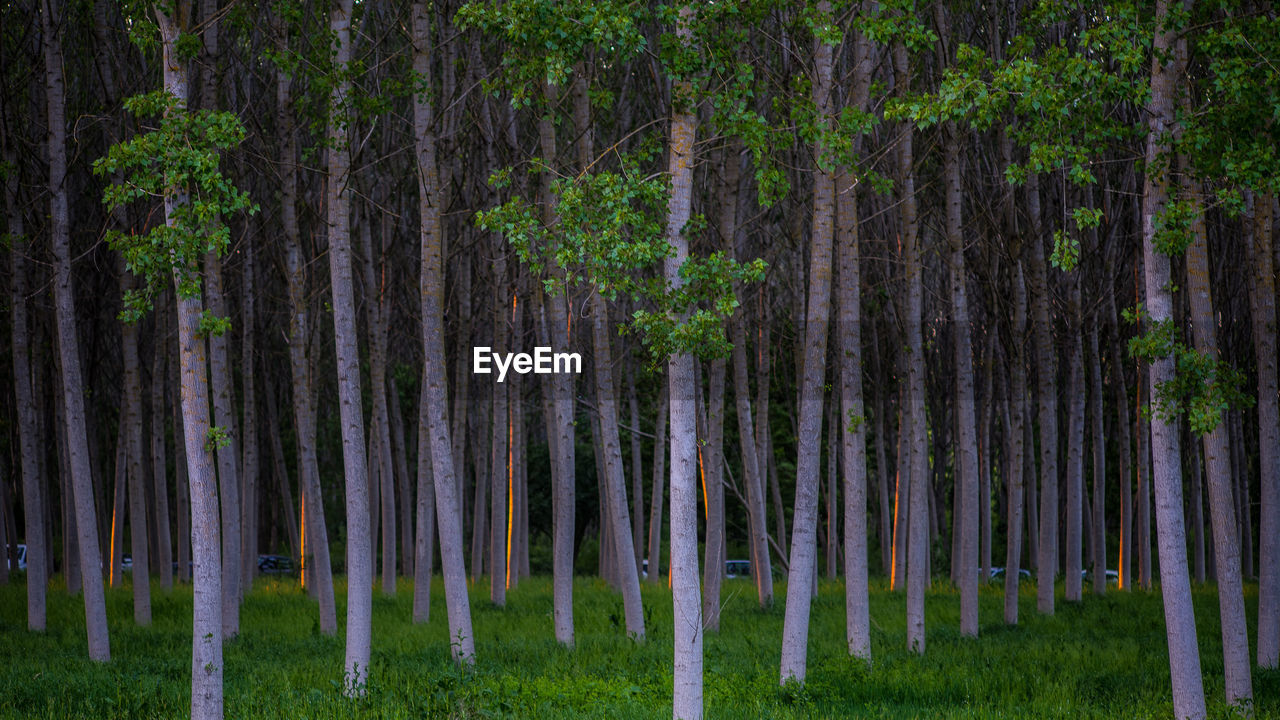 Panoramic view of trees in forest