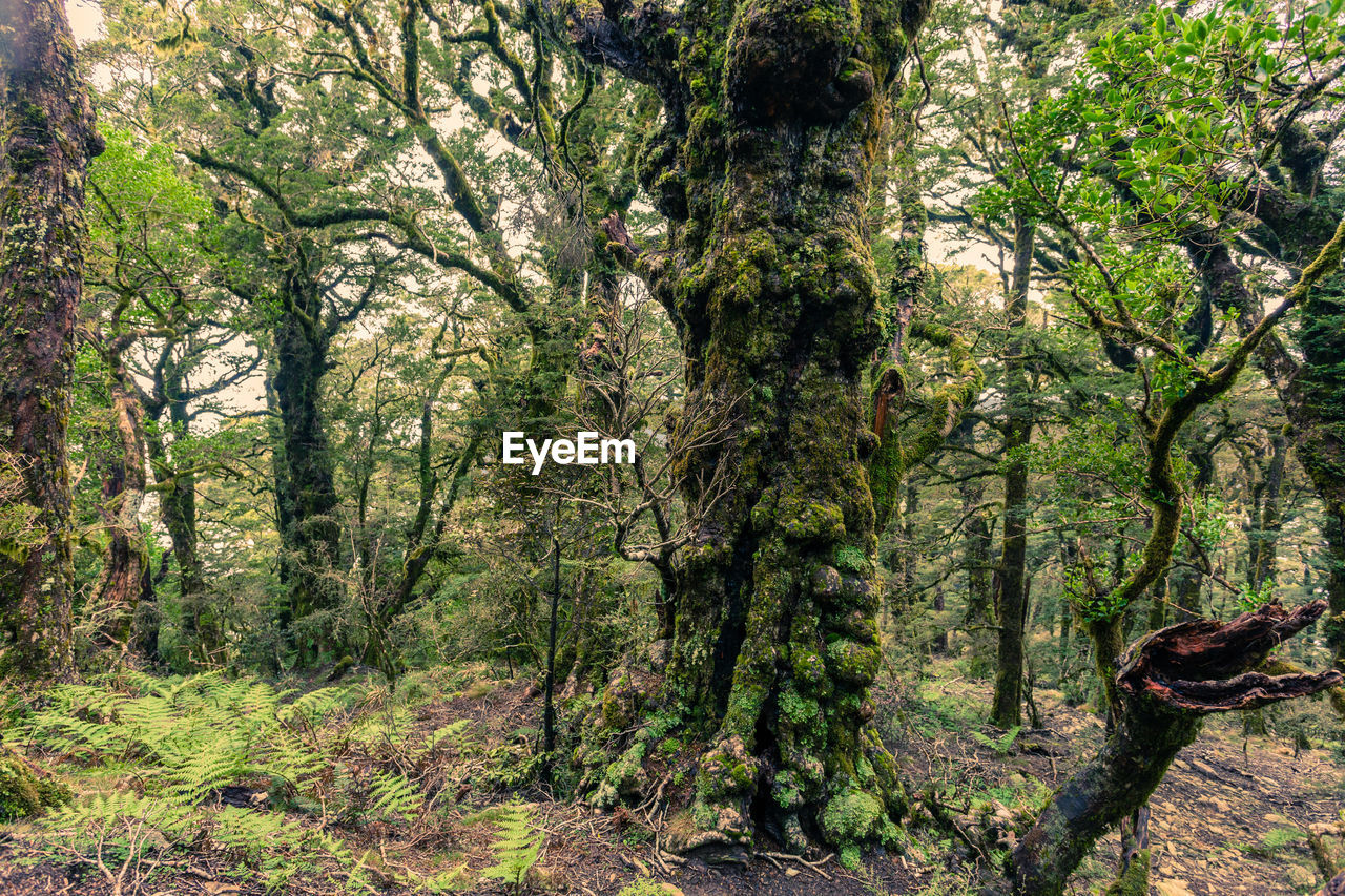 VIEW OF TREES IN FOREST