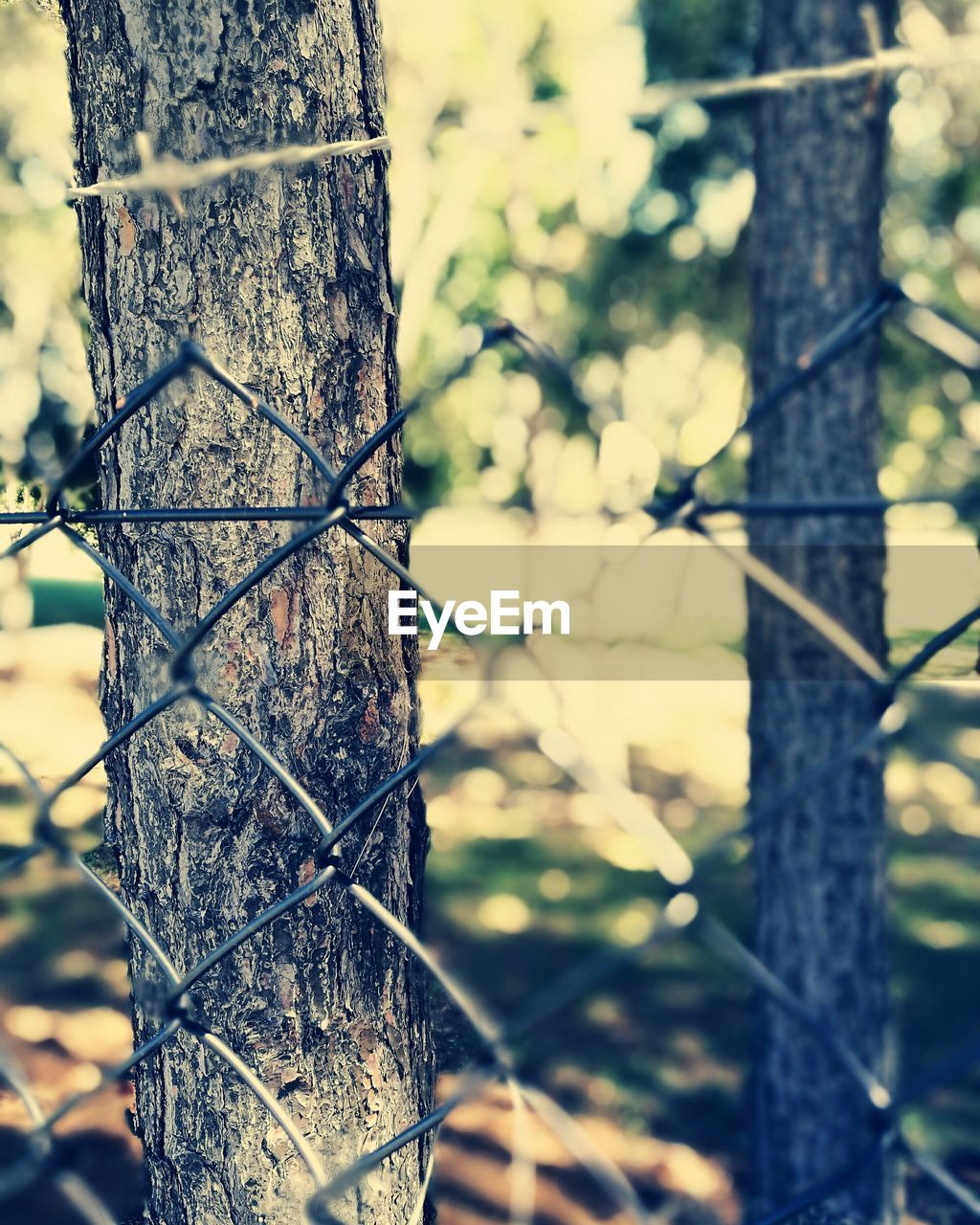 CLOSE UP OF TREE