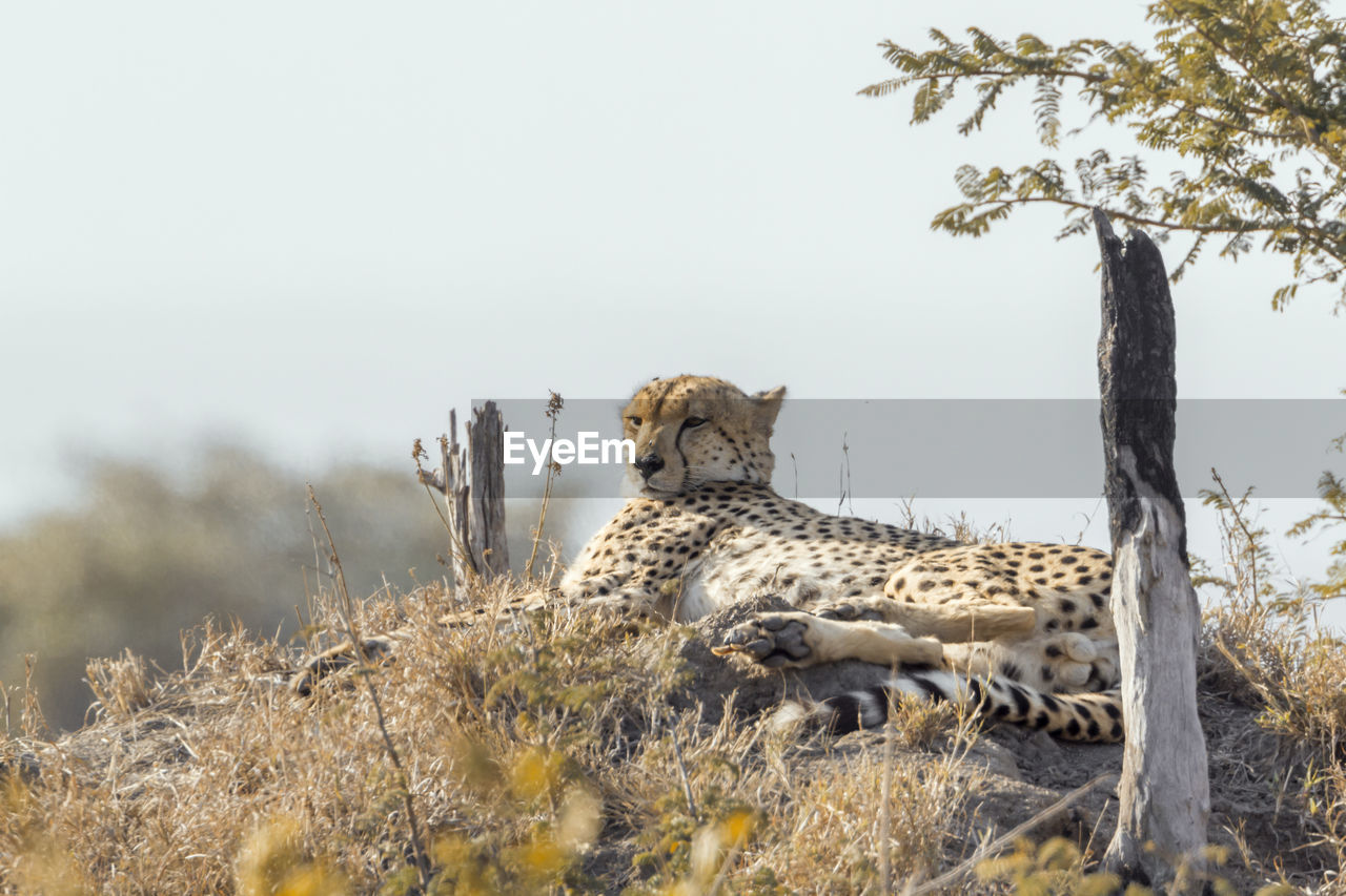 Cheetah relaxing on land