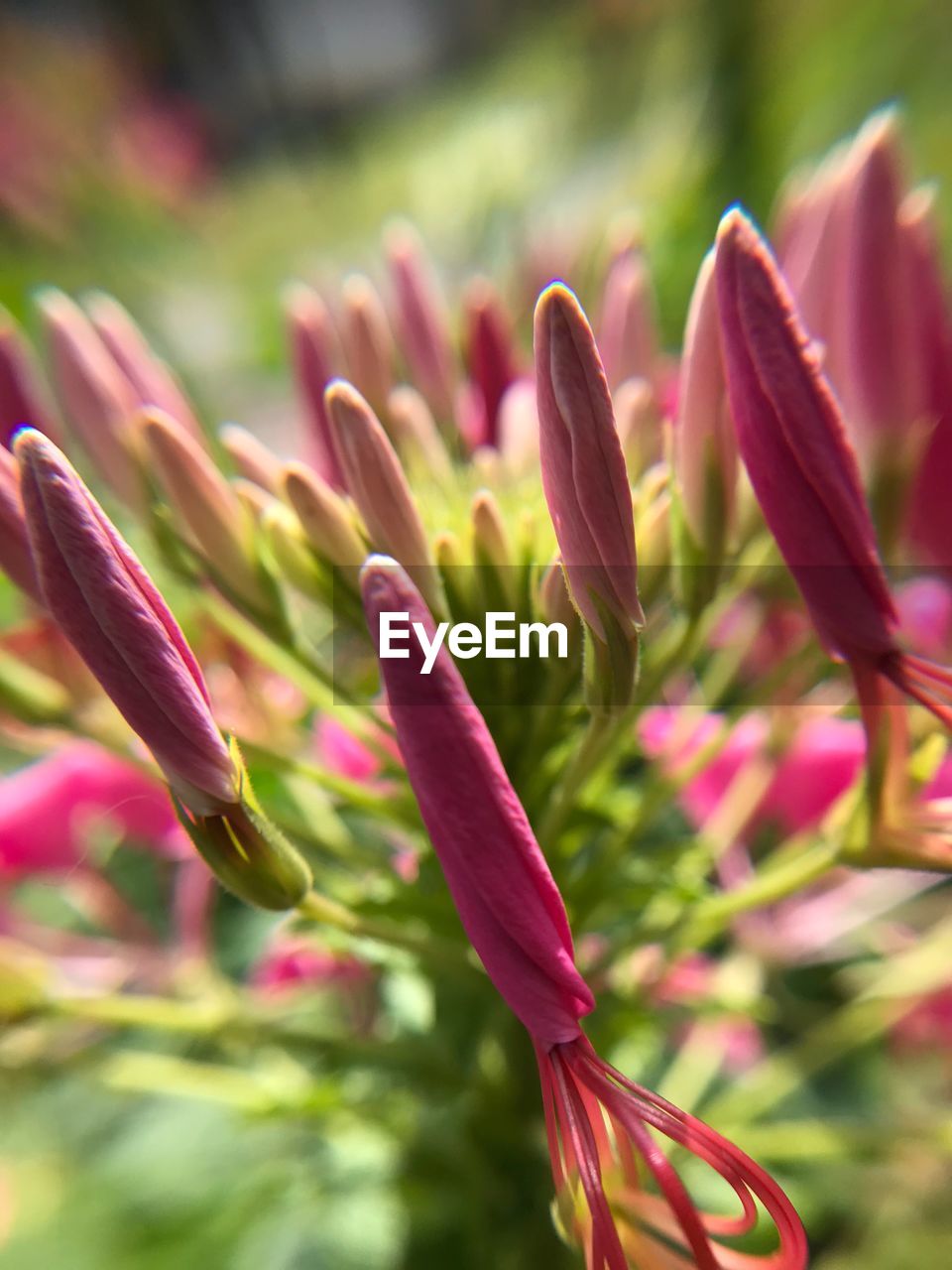 CLOSE-UP OF PINK FLOWERS BLOOMING