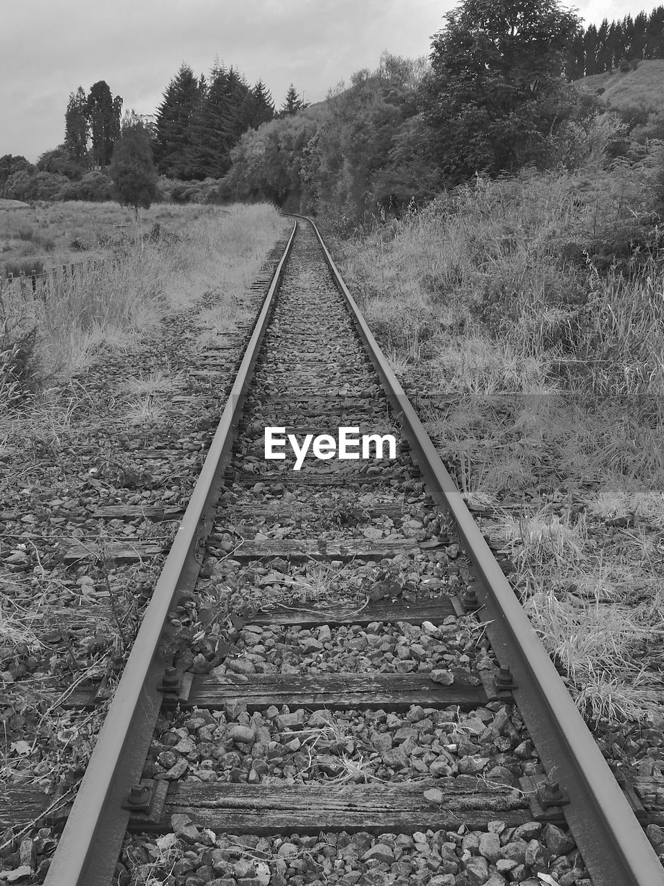 View of railroad tracks amidst plants