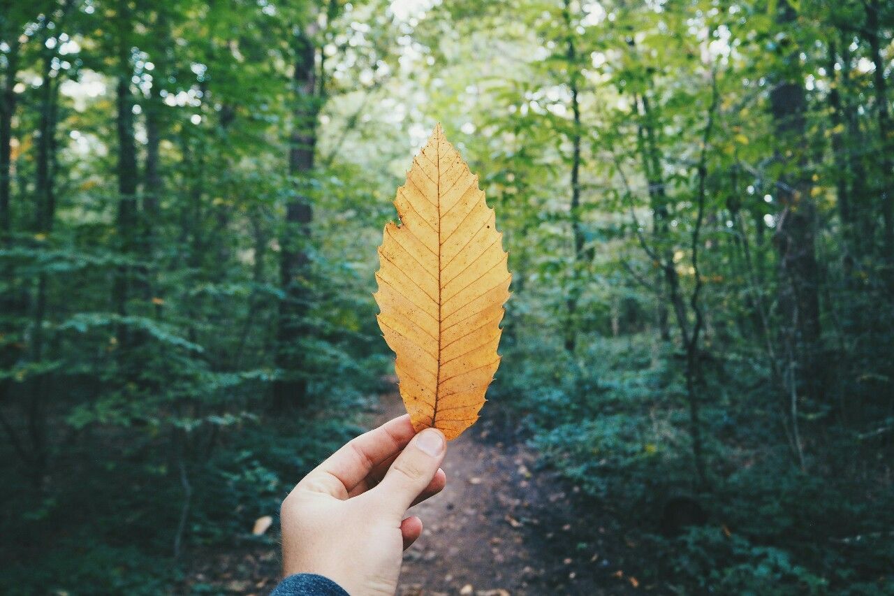 Cropped image of hand holding leaf in forest during autumn