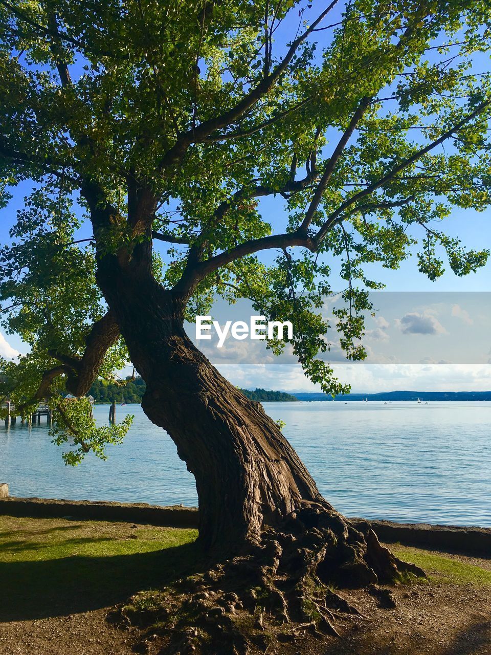 TREES BY SEA AGAINST SKY