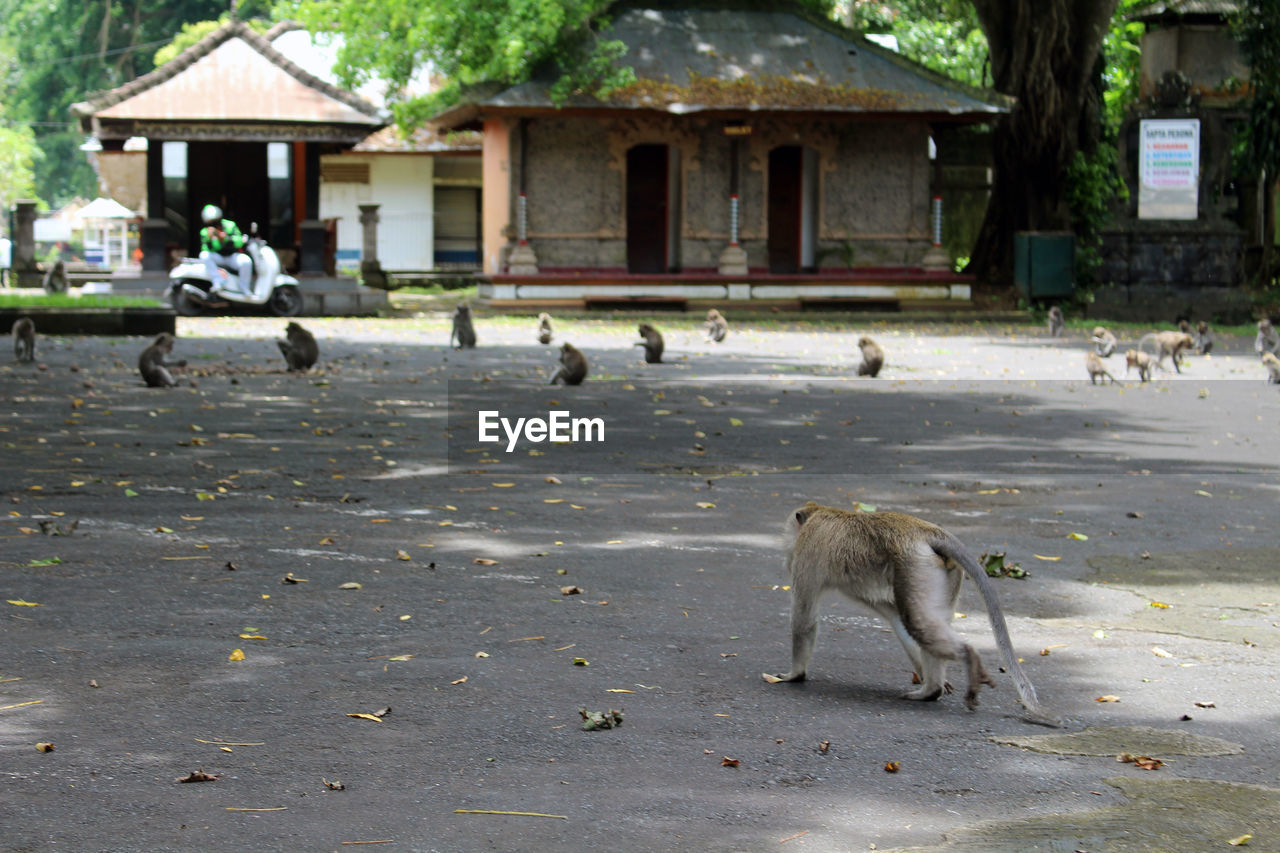 animal, animal themes, monkey, architecture, mammal, animal wildlife, built structure, wildlife, tree, building exterior, group of animals, nature, day, building, plant, no people, outdoors, city, bird, domestic animals, zoo