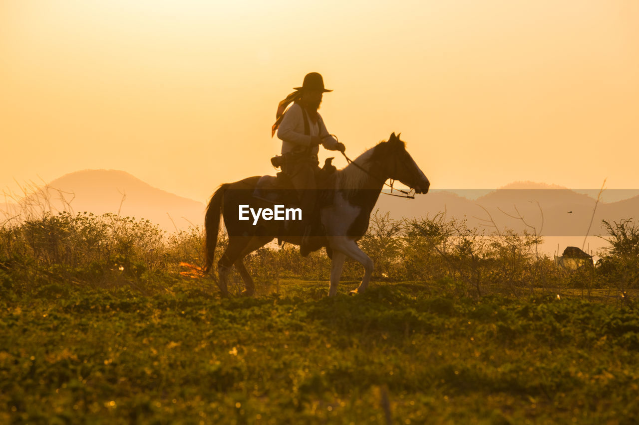 HORSE ON FIELD