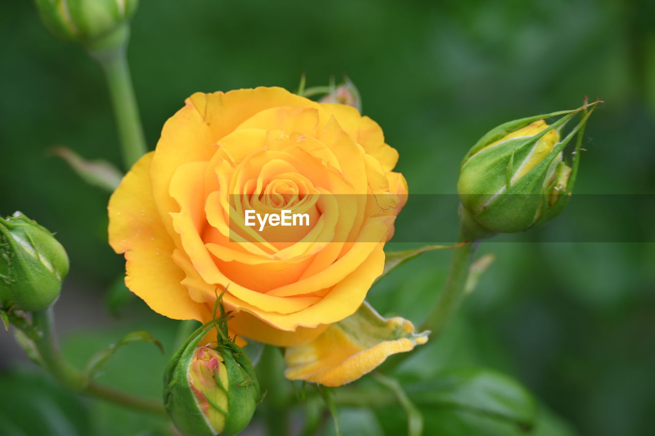 flower, flowering plant, plant, yellow, beauty in nature, rose, freshness, petal, nature, flower head, close-up, inflorescence, fragility, plant part, leaf, garden roses, macro photography, multi colored, no people, outdoors, growth, wine, focus on foreground, springtime, summer, green, rose wine, rose - flower, garden