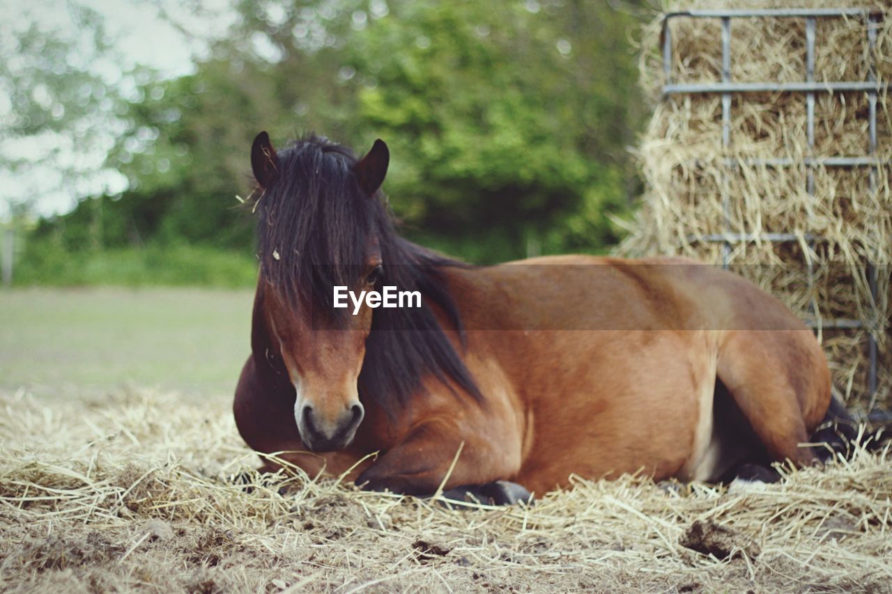 Horse sitting on dry grass