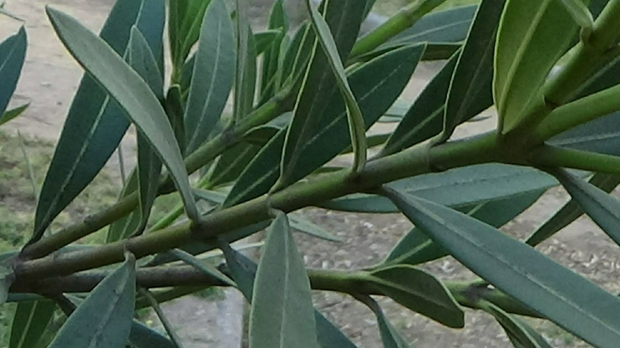 CLOSE-UP VIEW OF PLANT