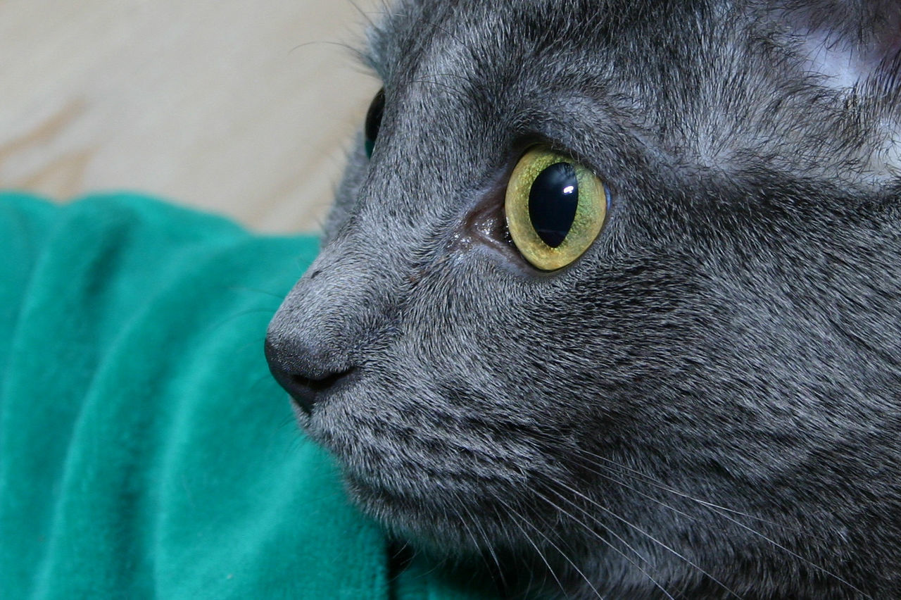CLOSE-UP PORTRAIT OF AN ANIMAL