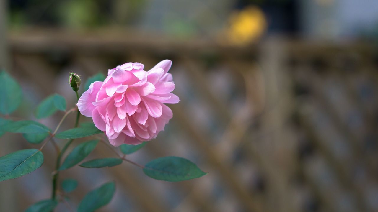 Close-up of pink flowers