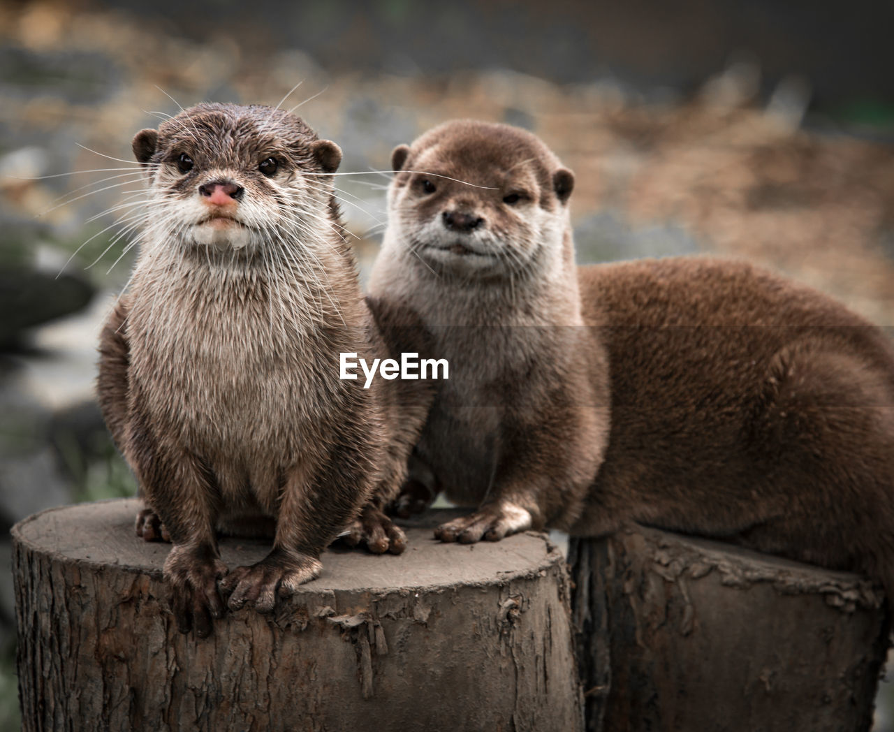 Portrait of otters on tree stumps